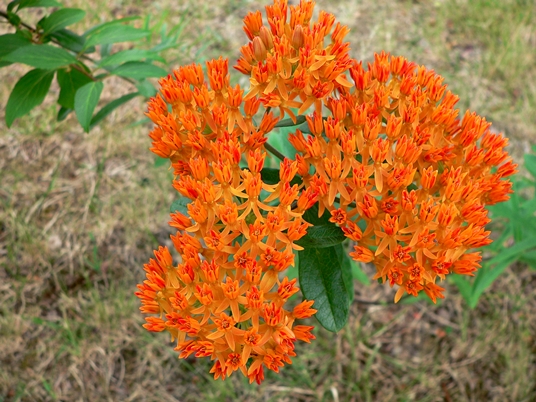 {Asclepias tuberosa}